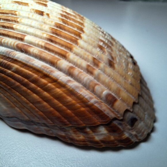 Half Clam Shell Open Trinket Tray 3.5 Inches Ocean Sea Nautical Beach - Picture 6 of 9